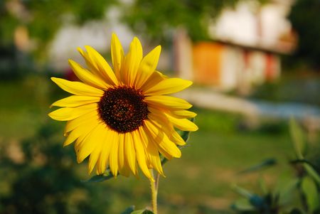 Beautiful yellow sun flowerの写真素材