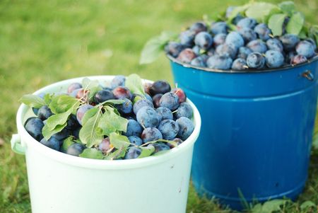 Colected plum after vintageの写真素材