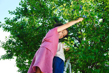 Children taking off the plum in vintageの写真素材