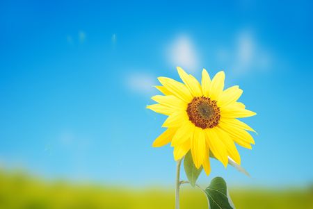 Beautiful yellow flower, colorful sunflowerの写真素材