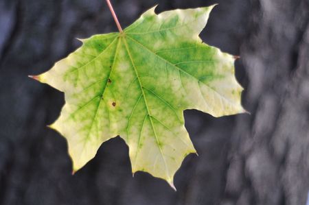 Green yellow leaf, fallの写真素材