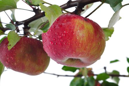 Isolated apple, harvest time, red colorの写真素材