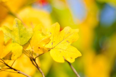 Fall details, leaves, colors, yellow, brown and otherの写真素材