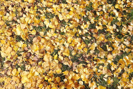 Fall leaves background