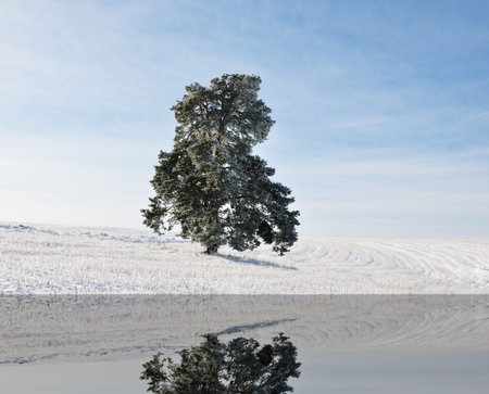 Winter scene, tree on the lake の写真素材