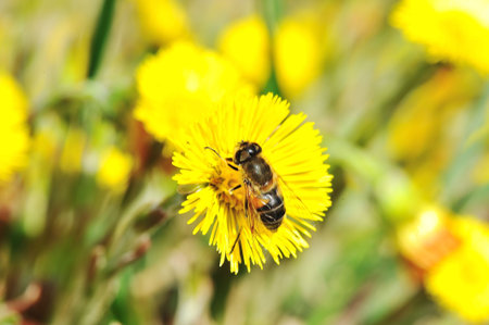 Spring, flowers, grass, bee