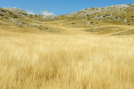 Yellow grass on the top of the mountain, background landskapeの写真素材