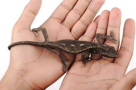 Cameleon isolated in human handsの写真素材