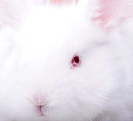 White beautiful rabbit, Easter bunny closeupの写真素材