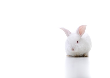 White beautiful rabbit, Easter bunny on large copy-spaceの写真素材