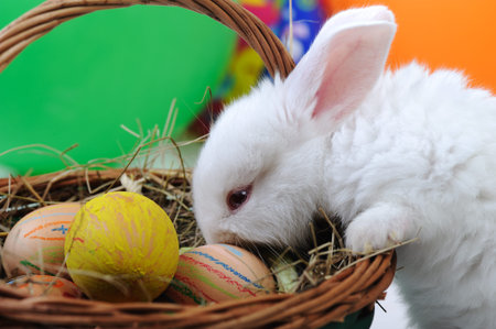 White beautiful rabbit, Easter bunny with eggs in basket 