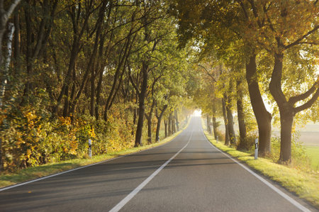 Country road in morning