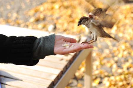 Feeding the birds in park, seed in handの写真素材