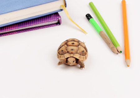 Turtle student