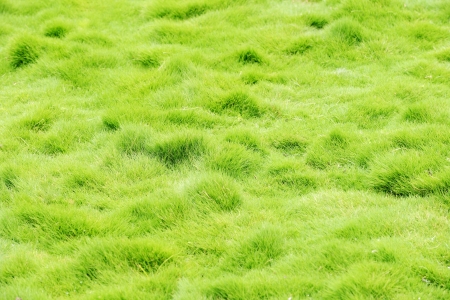 Natural beautiful grassの写真素材