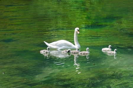 Swan with cygnets on a lakeの写真素材