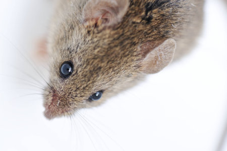 Mouse isolated on white backgroundの写真素材