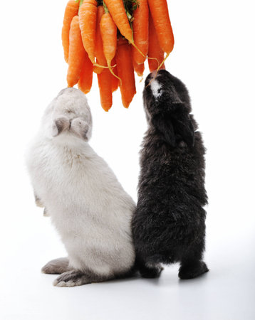 Little bunny rabbits on whiteの写真素材