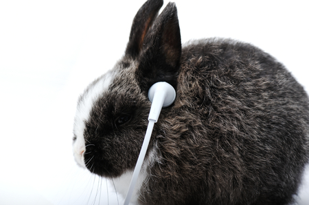Young rabbit listening to music on headphonesの写真素材