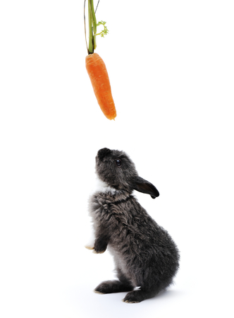 Little rabbit on whiteの写真素材
