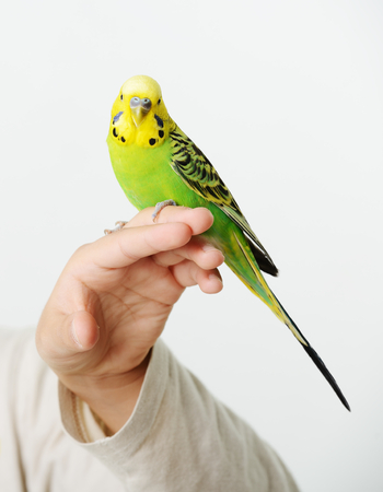 Portrait of a kid girl with her domestic parrotの写真素材