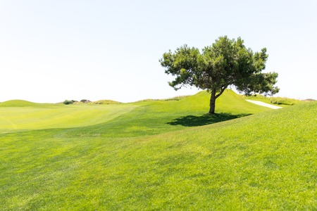 Tree on beautiful grass fieldの写真素材