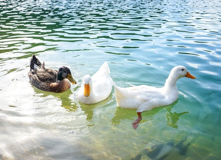 Ducks in lakeの写真素材