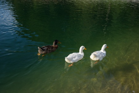 Ducks in lakeの写真素材