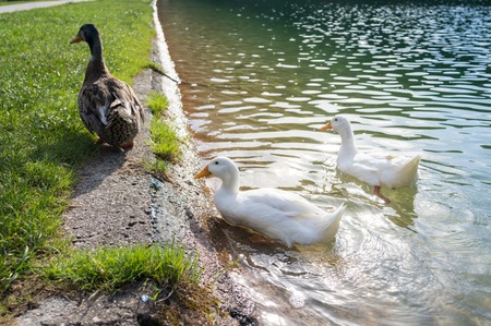 Ducks in lakeの写真素材