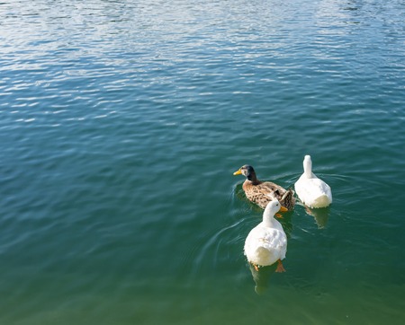 Ducks in lakeの写真素材
