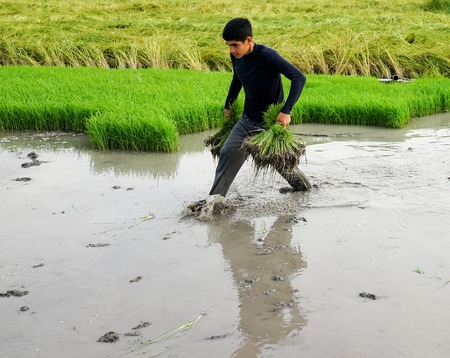 Rice cropの写真素材