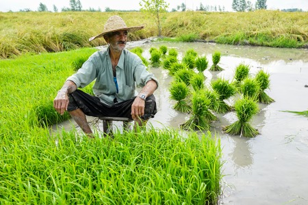 Old farmer working on rice plantationの写真素材