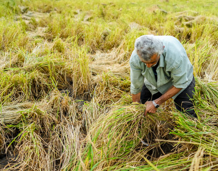 Harvesting on rice plantation