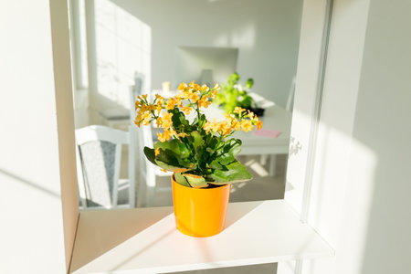 Flower at homeの写真素材