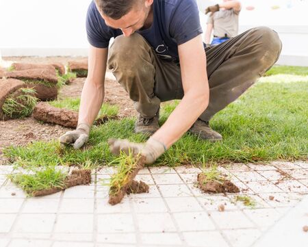 Gardener Installing Natural Grass Turfs Creating Beautiful Lawn Fieldの写真素材