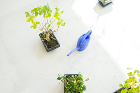 Kid holding plant growing organic herbs for cooking at home healthy lifestyleの写真素材