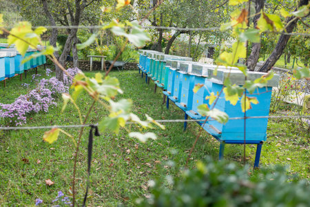 Blue bee hives to stand side by side on the field