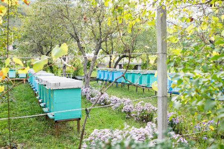 Blue bee hives to stand side by side on the fieldの写真素材