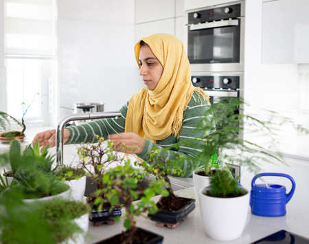 Muslim housewife at home watering plants in kitchenの写真素材