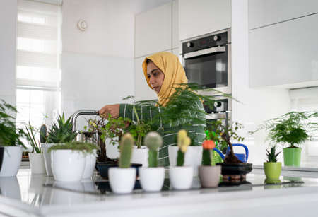 Muslim housewife at home watering plants in kitchenの写真素材
