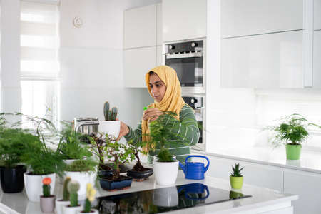 Muslim housewife at home watering plants in kitchenの写真素材