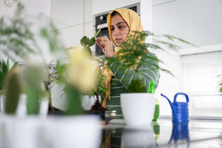 Muslim housewife at home watering plants in kitchenの写真素材