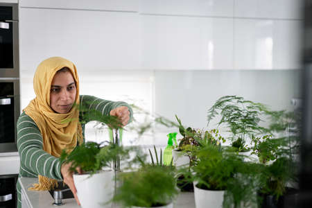 Muslim housewife at home watering plants in kitchenの写真素材