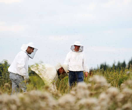 Beekeepers working on the field working on the big field. High quality photoの写真素材