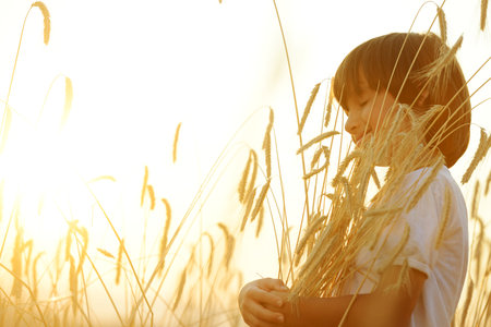 Kid at wheat field hugging harvest grainの写真素材