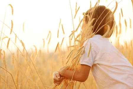 Kid at wheat field hugging harvest grainの写真素材