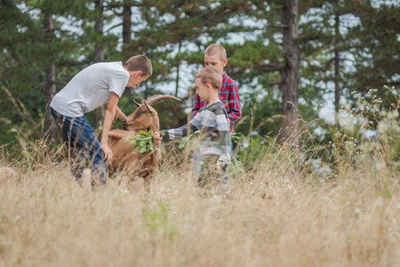 Children on rural farm field playing with farm goats. High quality photo