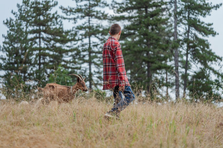 Children on rural farm field playing with farm goats. High quality photoの写真素材