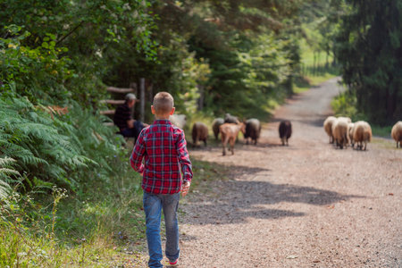 Little boy in gardener uniform feeding the sheep by fresh grass on a sheep farm. High quality photoの写真素材