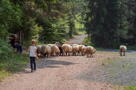 Little boy in gardener uniform feeding the sheep by fresh grass on a sheep farm. High quality photo